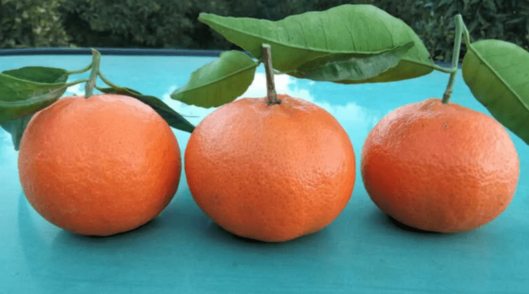 Scopri di più sull'articolo FRUIT BOOK MAGAZINE: Clementine: “Puntare sulle varietà premium per superare l’empasse”