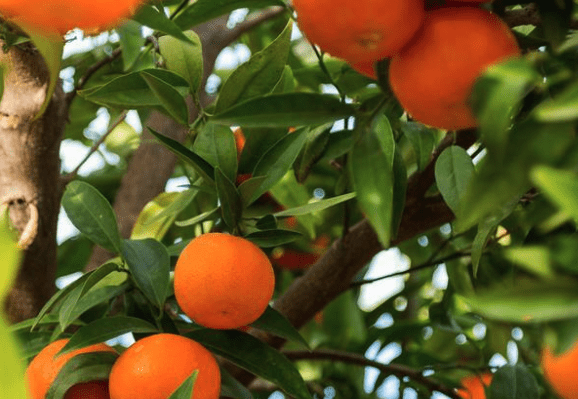 Il Mattino – Battipaglia, innovazione in agricoltura: parte la sfida degli agrumi tardivi